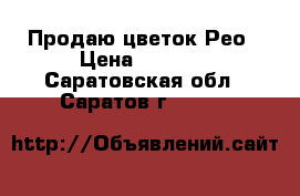 Продаю цветок Рео › Цена ­ 2 000 - Саратовская обл., Саратов г.  »    